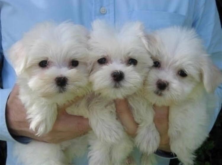Maltese Puppies Sales